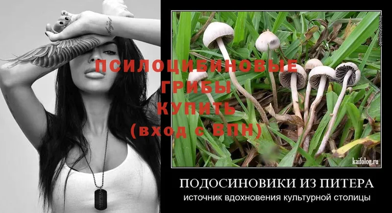 мега ТОР  Верхотурье  Псилоцибиновые грибы Magic Shrooms  купить наркотики сайты 